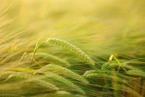 Ernährungsberatung und Hypnotherapie in der Privatpraxis Mandy Engler in Wandlitz.